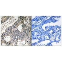 GUF1 Antibody