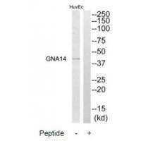 GNA14 Antibody 