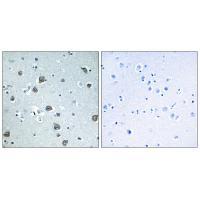 GNAL Antibody