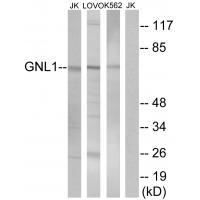GNL1 Antibody