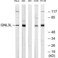 GNL3L Antibody