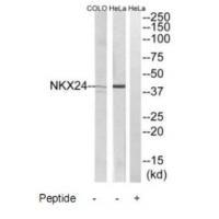 NKX24 Antibody