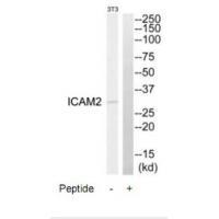 ICAM2 Antibody