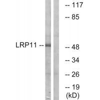 LRP11 Antibody