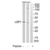 LSP1 Antibody