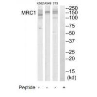 MRC1 Antibody