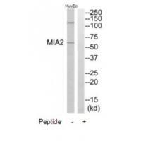 MIA2 Antibody 