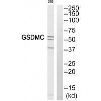 GSDMC Antibody