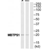 MBTPS1 Antibody