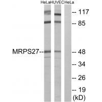 MRPS27 Antibody