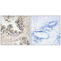MRPS36 Antibody