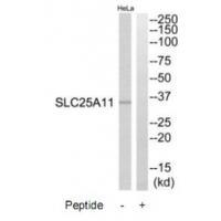 SLC25A11 Antibody 