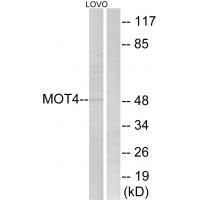 MOT4 Antibody