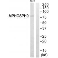 MPHOSPH9 Antibody