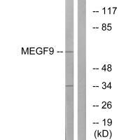 MEGF9 Antibody