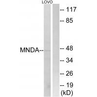 MNDA Antibody