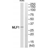 MLF1 Antibody