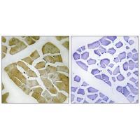 MYH4 Antibody