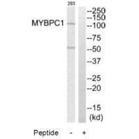 MYBPC1 Antibody