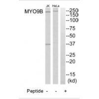 MYO9B Antibody