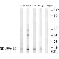 NDUFA4L2 Antibody