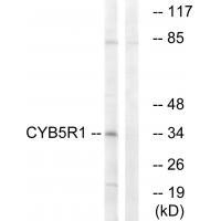 CYB5R1 Antibody