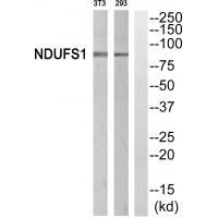 NDUFS1 Antibody