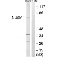 MT-ND5 Antibody