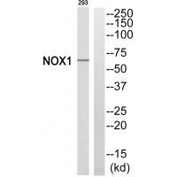 NOX1 Antibody 
