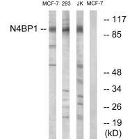 N4BP1 Antibody