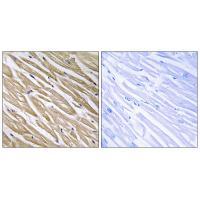C5orf13 Antibody