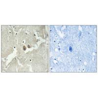 NSG2 Antibody