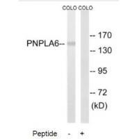PNPLA6 Antibody