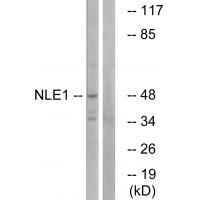 NLE1 Antibody