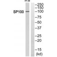 SP100 Antibody