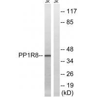 PPP1R8 Antibody