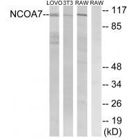 NCOA7 Antibody