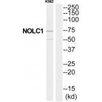 NOLC1 Antibody