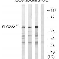 SLC22A3 Antibody