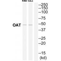 OAT Antibody