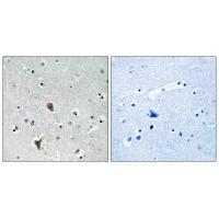OXR1 Antibody