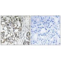 PEX14 Antibody