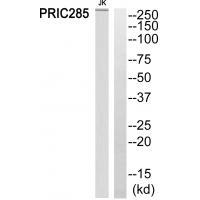 PRIC285 Antibody 