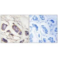 PEX7 Antibody