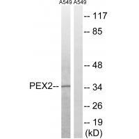PXMP3 Antibody