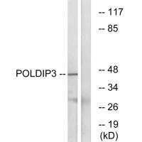 POLDIP3 Antibody