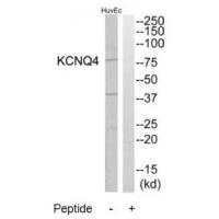 KCNQ4 Antibody