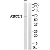 A26C2/3 Antibody