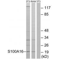 S100A16 Antibody