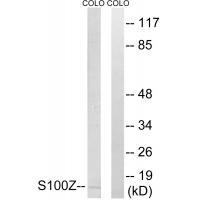 S100Z Antibody